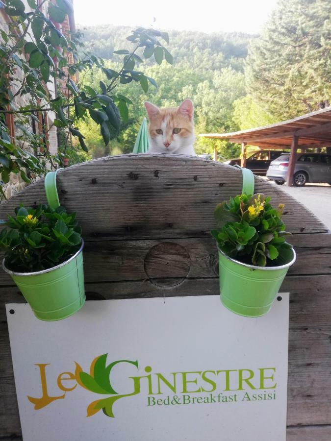 Le Ginestre Guesthouse 아시시 외부 사진